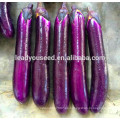 ME15 Zidu mediados de la madurez temprana semillas de berenjena f1 híbrido rojo púrpura, semillas de berenjena